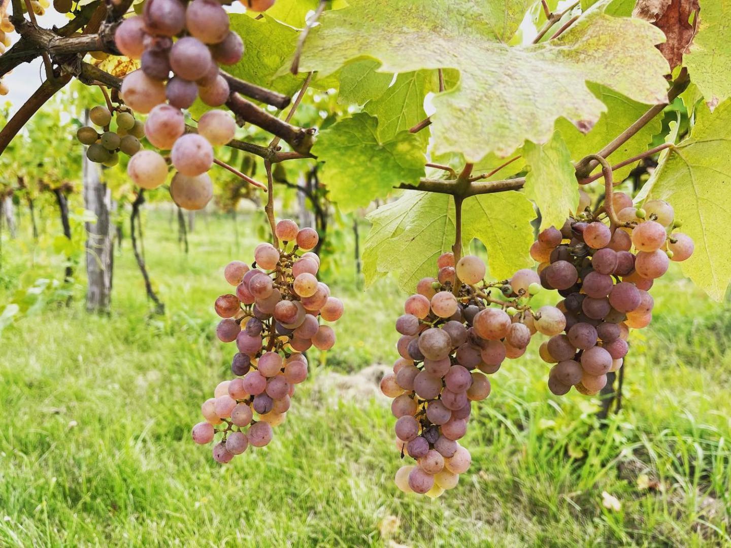 Stara Vinice Velke Zernoseky 93 Exterior foto