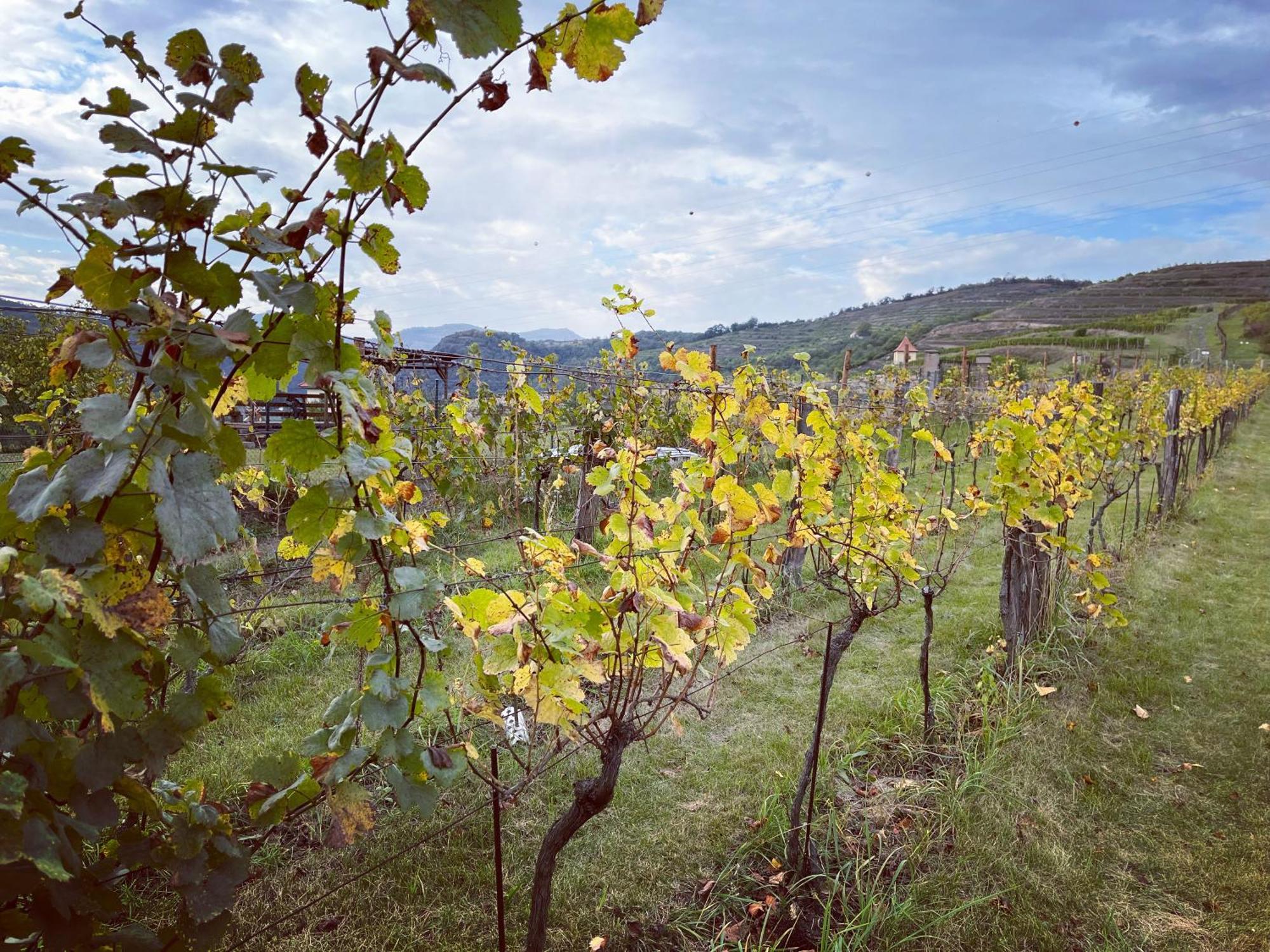 Stara Vinice Velke Zernoseky 93 Exterior foto